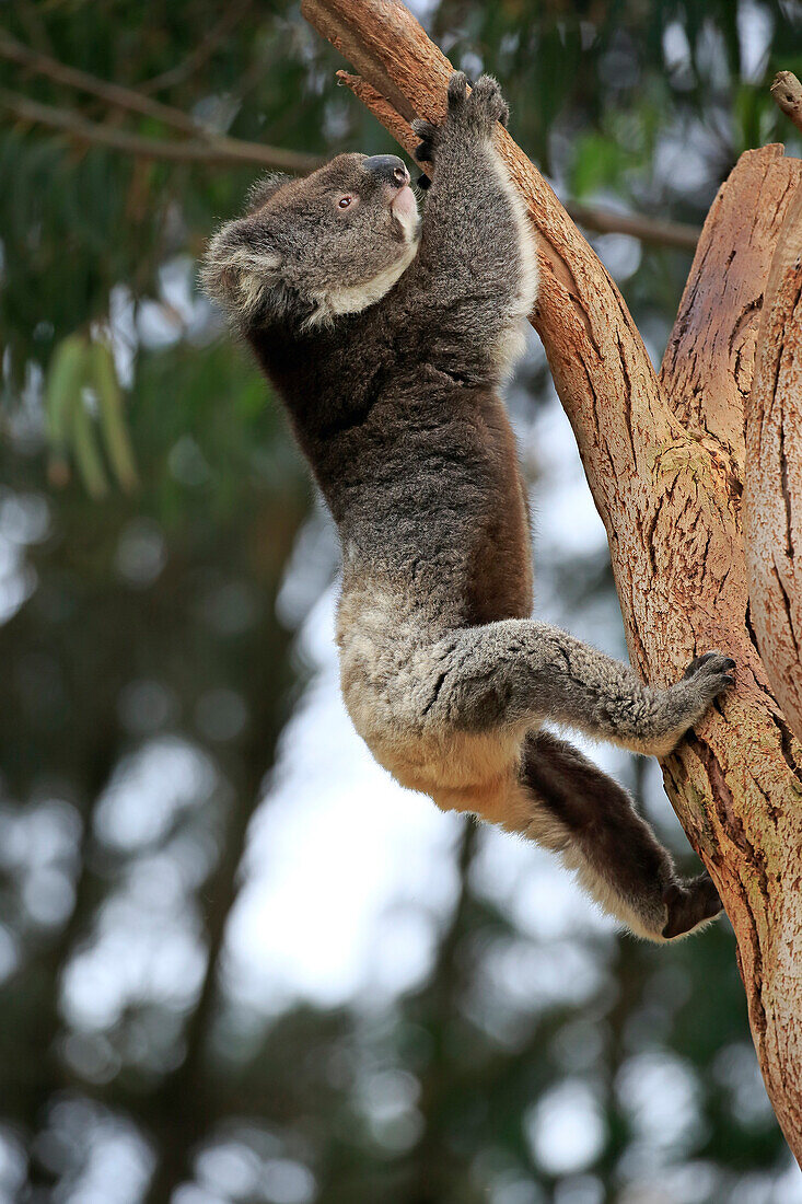 Koala (Phascolarctos cinereus) climbing tree, Kangaroo Island, South Australia, Australia