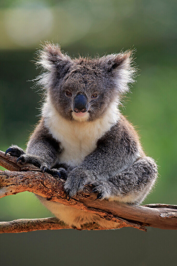 Koala (Phascolarctos cinereus), Kangaroo Island, South Australia, Australia