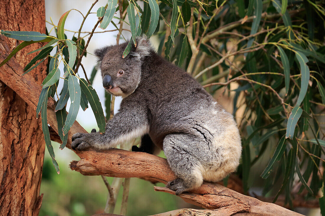 Koala (Phascolarctos cinereus), Kangaroo Island, South Australia, Australia