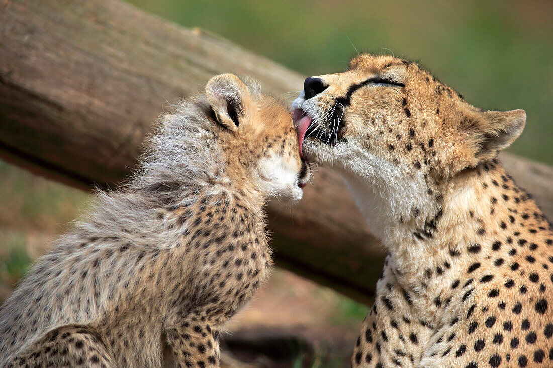 Sudan Cheetah (Acinonyx jubatus soemmeringii) mother licking cub, Landau, Germany