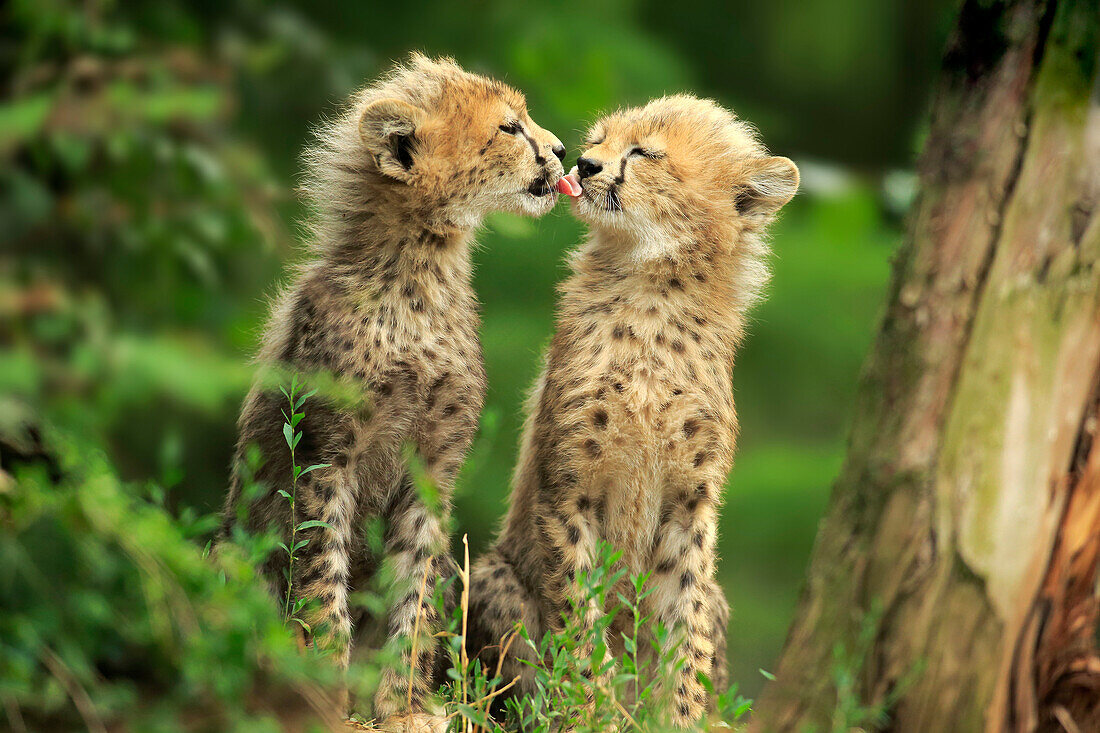 Sudan Cheetah (Acinonyx jubatus soemmeringii) cub licking sibling, Landau, Germany