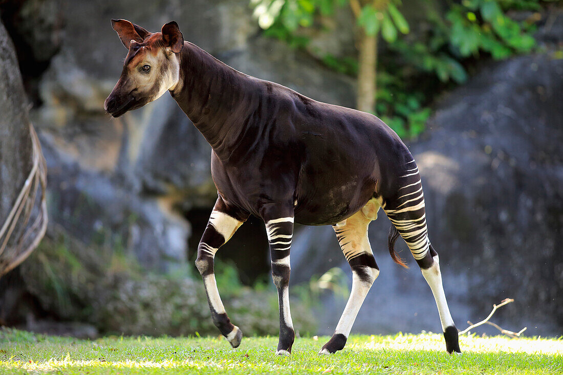 Okapi (Okapia johnstoni), Miami, Florida