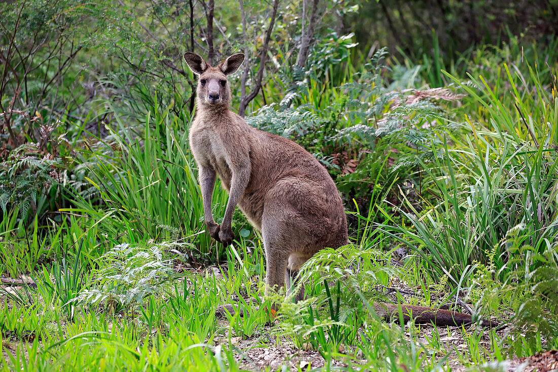 Eastern Grey Kangaroo (Macropus giganteus), Murramarang National Park, New South Wales, Australia