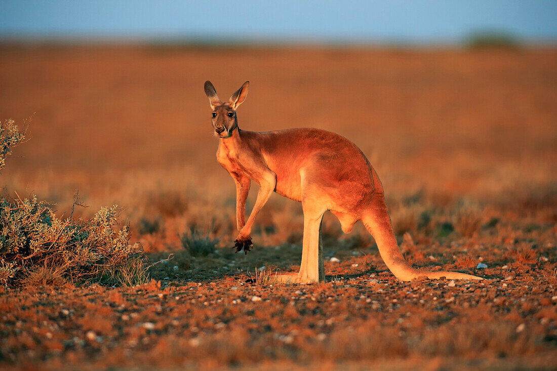 Red Kangaroo (Macropus rufus) male, Sturt National Park, New South Wales, Australia