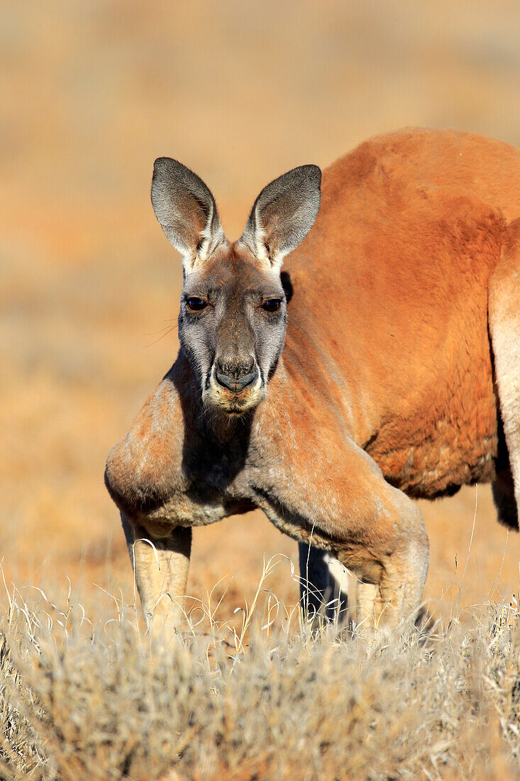 Red Kangaroo (Macropus rufus) male, Sturt National Park, New South Wales, Australia