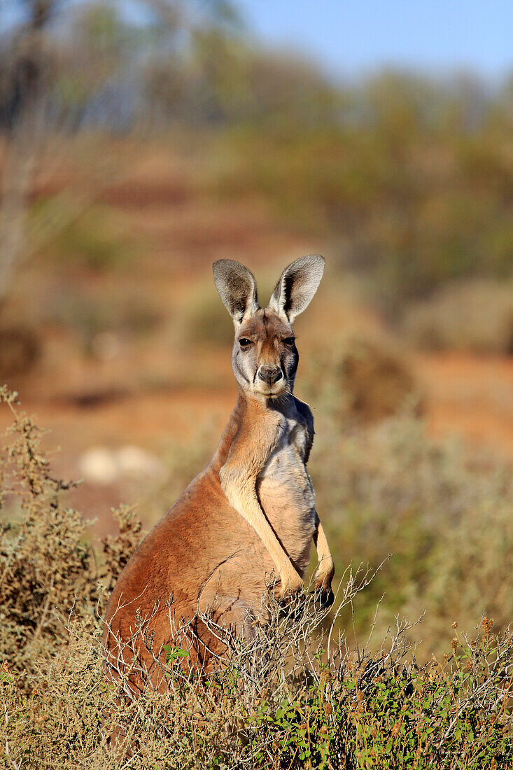 Red Kangaroo (Macropus rufus) male, Sturt National Park, New South Wales, Australia