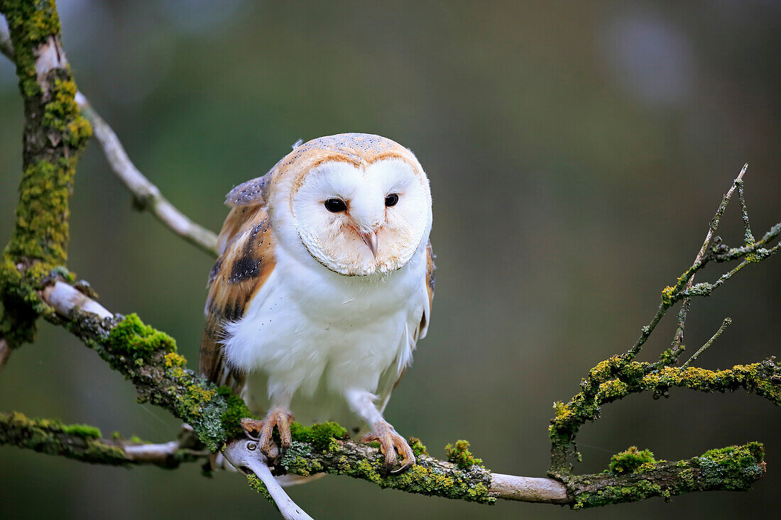 Barn Owl (Tyto alba), Eifel, Germany