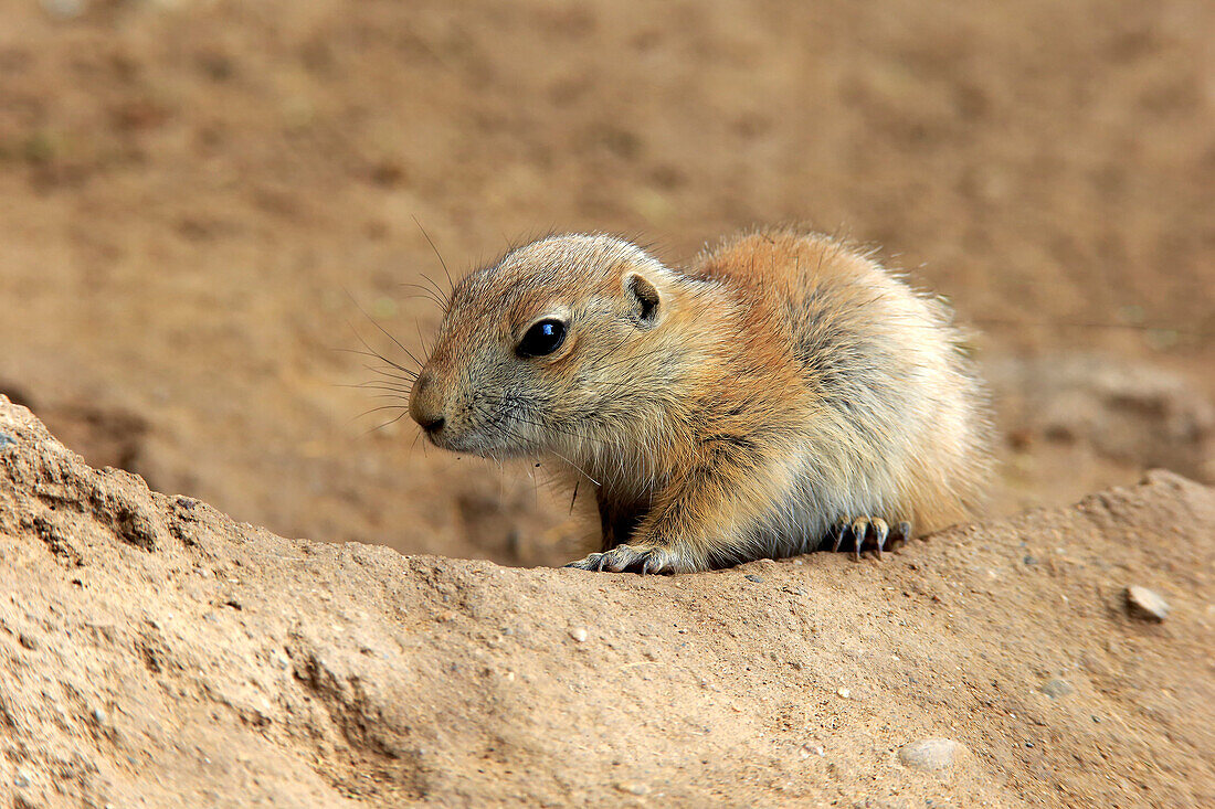 Black-tailed Prairie Dog (Cynomys ludovicianus) pup, Heidelberg, Germany