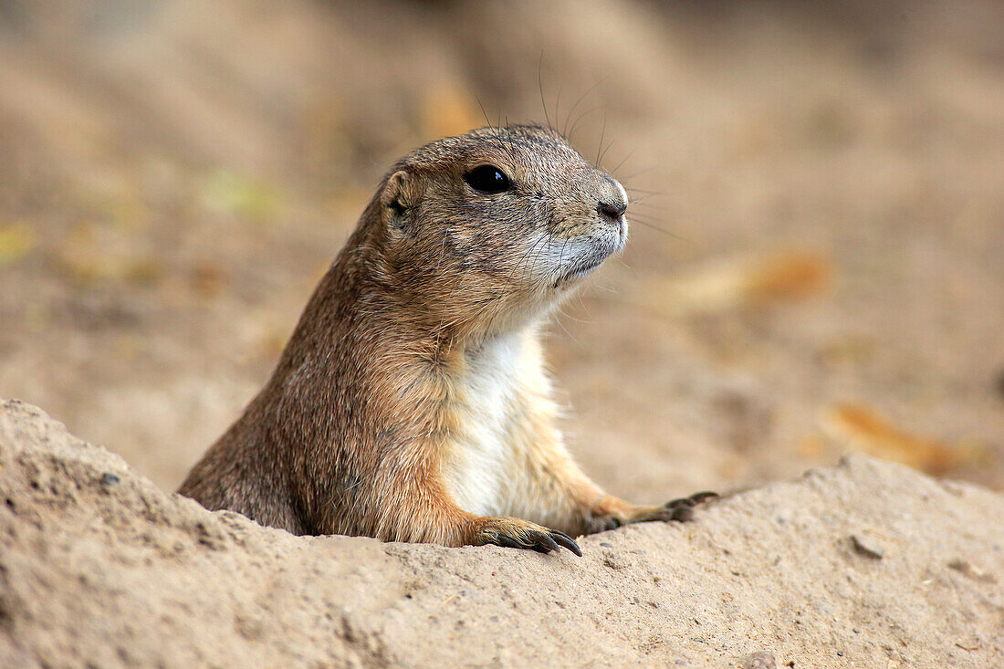 Black-tailed Prairie Dog (Cynomys ludovicianus) in den, Heidelberg, Germany