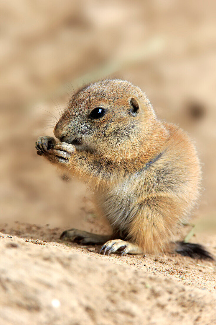 Black-tailed Prairie Dog (Cynomys ludovicianus) pup feeding, Heidelberg, Germany