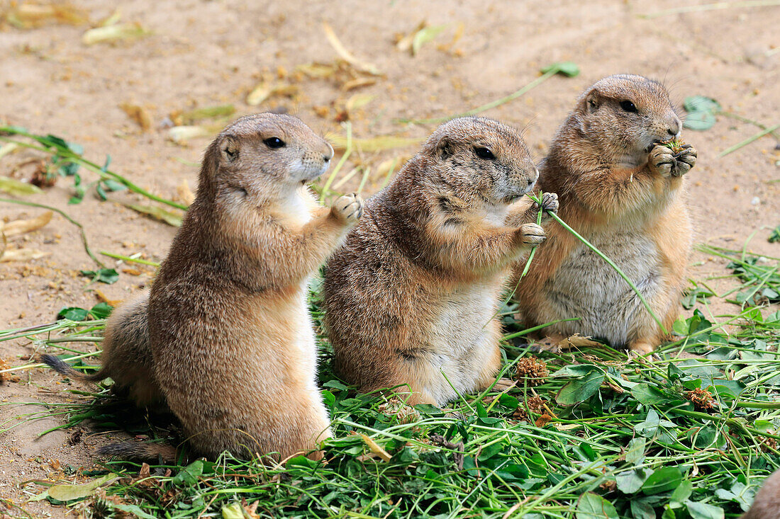 Black-tailed Prairie Dog (Cynomys ludovicianus) group feeding, Heidelberg, Germany