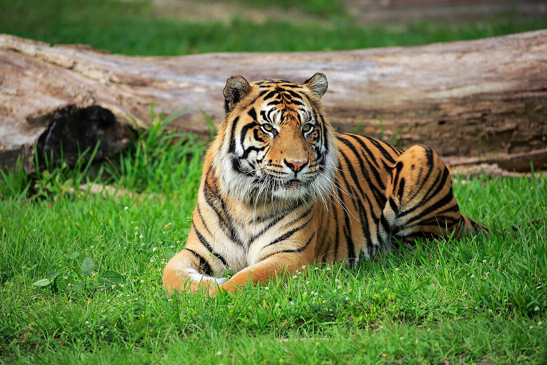 Sumatran Tiger (Panthera tigris sumatrae) male, Miami, Florida