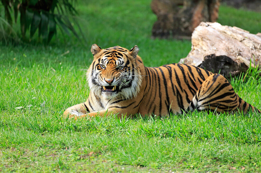 Sumatran Tiger (Panthera tigris sumatrae) male snarling, Miami, Florida