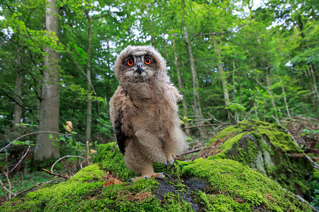 Eurasian Eagle-Owl (Bubo bubo) chick, Eifel, Germany