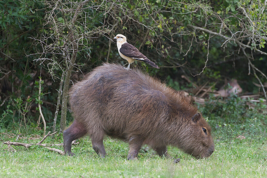 Yellow-headed Caracara (Milvago chimachima) on Capybara (Hydrochoerus hydrochaeris), Argentina