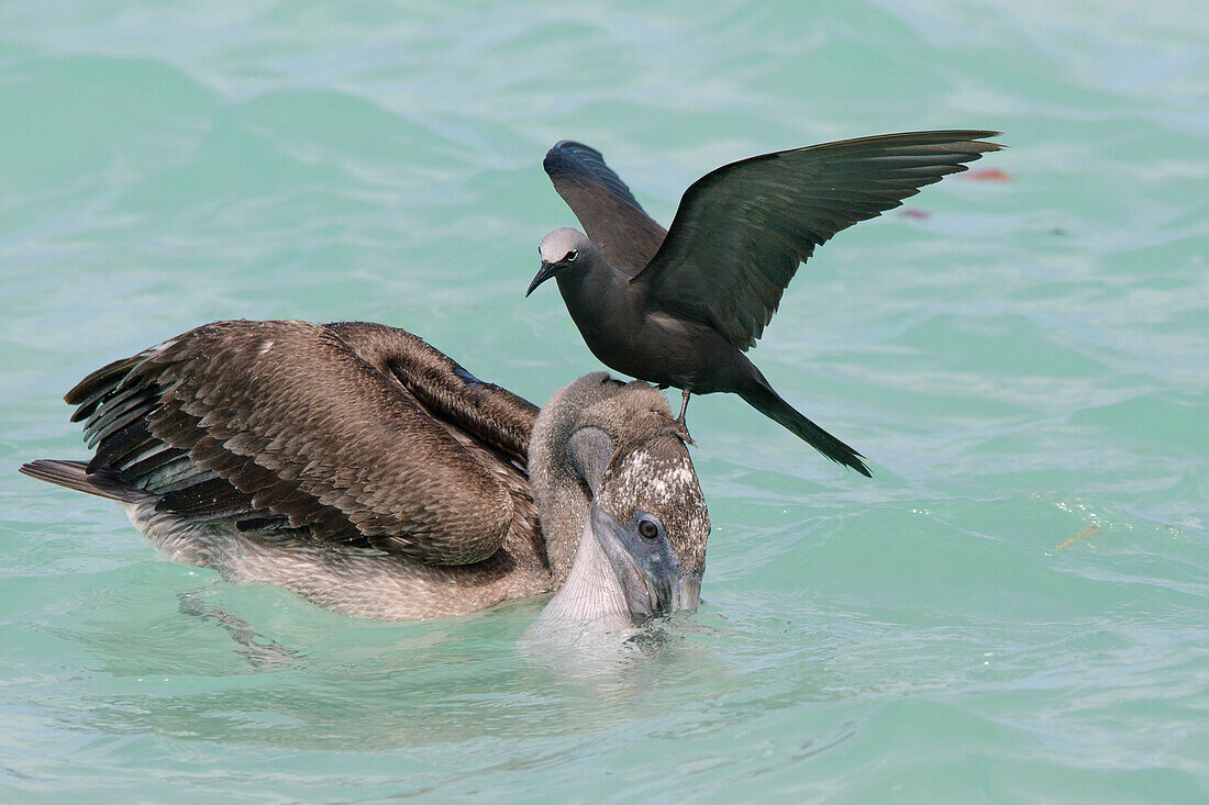 Brown Noddy (Anous stolidus) on Brown Pelican (Pelecanus occidentalis) juvenile to try and steal fish, Galapagos Islands, Ecuador