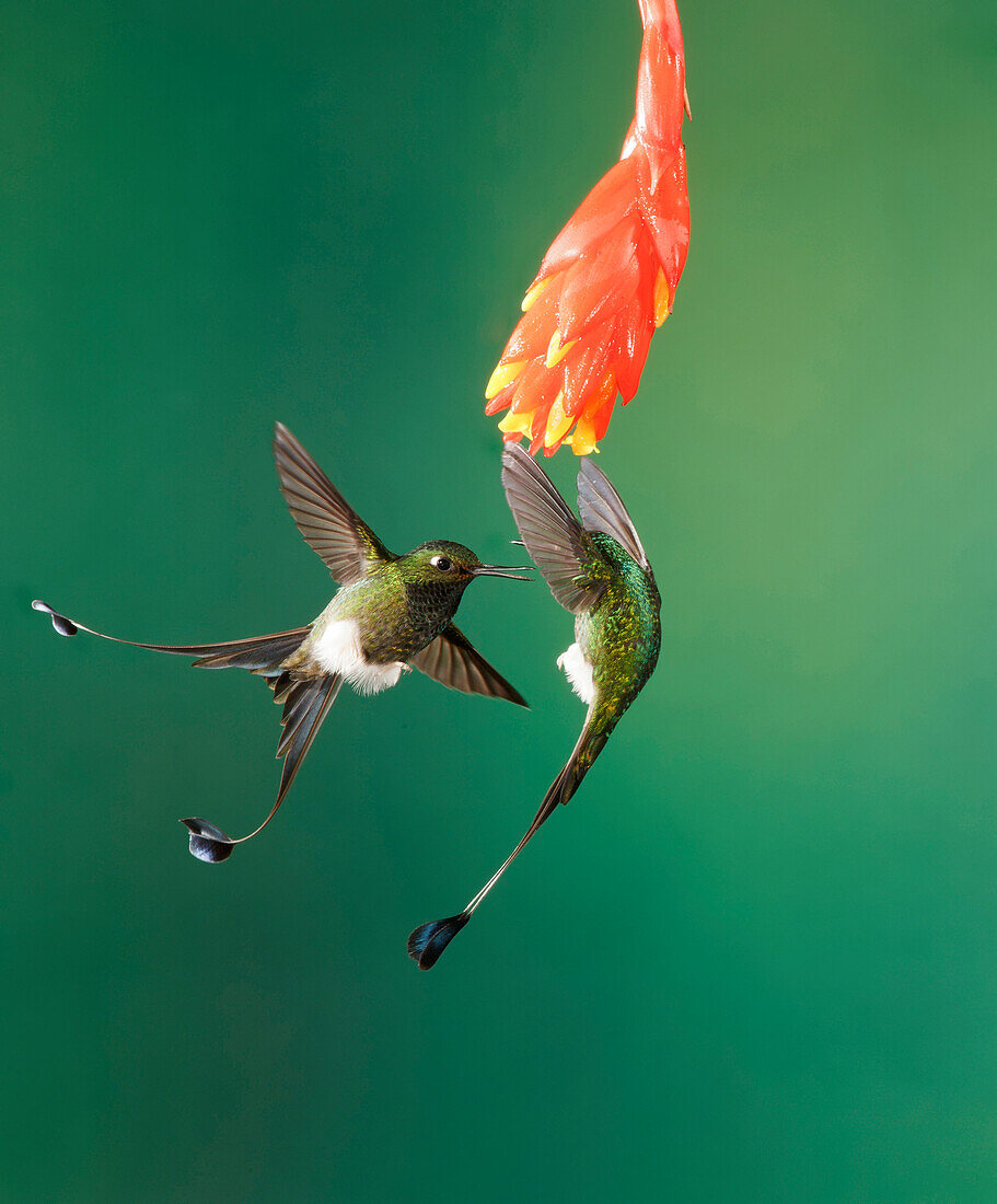 Booted Racket-tail (Ocreatus underwoodii) males fighting, Pichincha, Ecuador