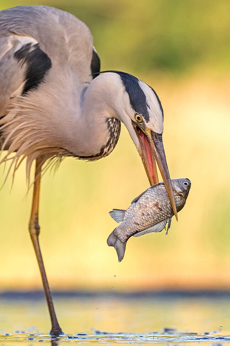 Grey Heron (Ardea cinerea) with fish prey, Hungary