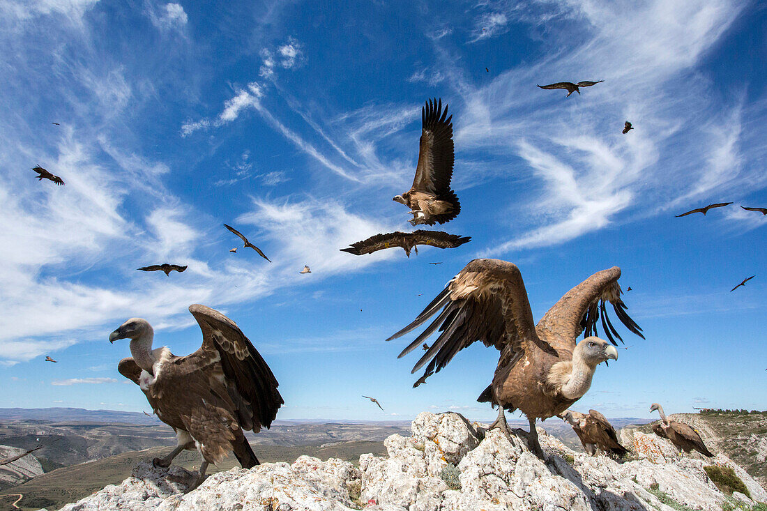 Griffon Vulture (Gyps fulvus) group, Aragon, Spain