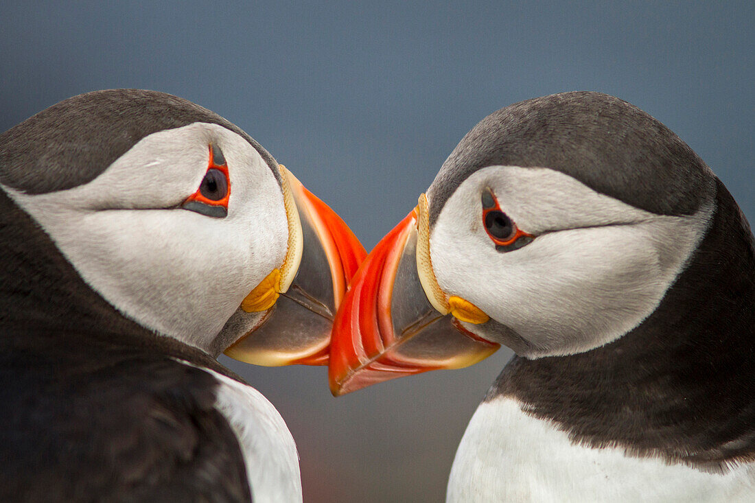 Atlantic Puffin (Fratercula arctica) pair preening, Farne Islands, United Kingdom