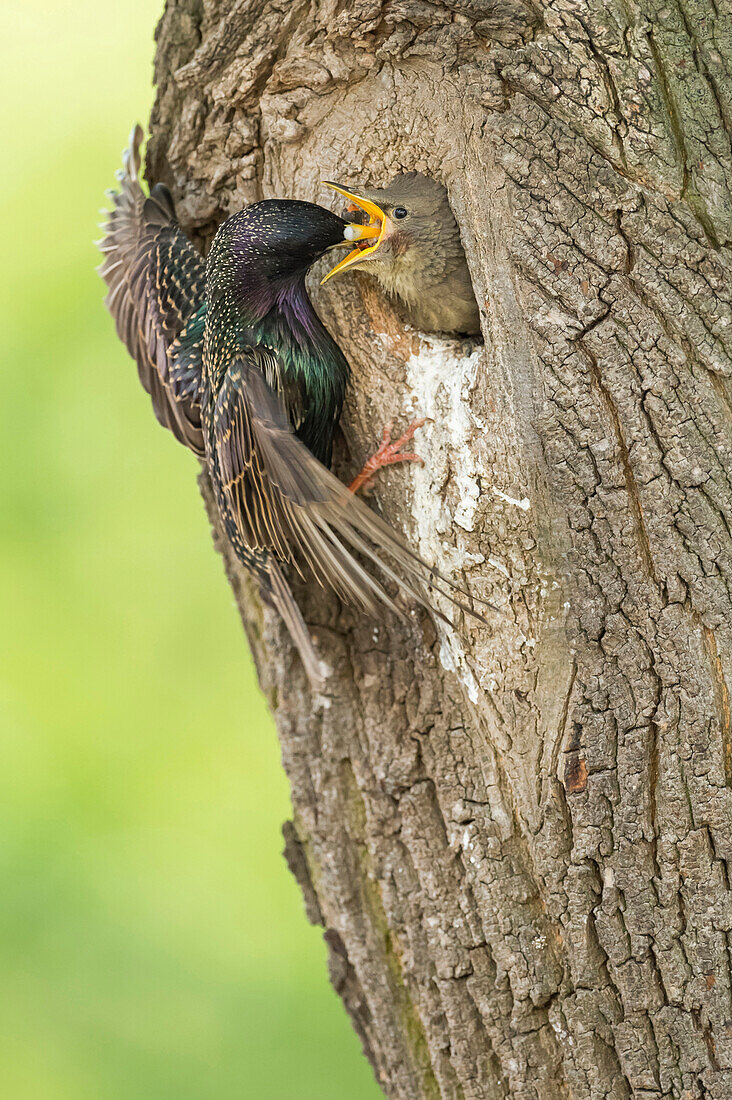 Common Starling (Sturnus vulgaris) feeding young in nest cavity, Rhineland-Palatinate, Germany