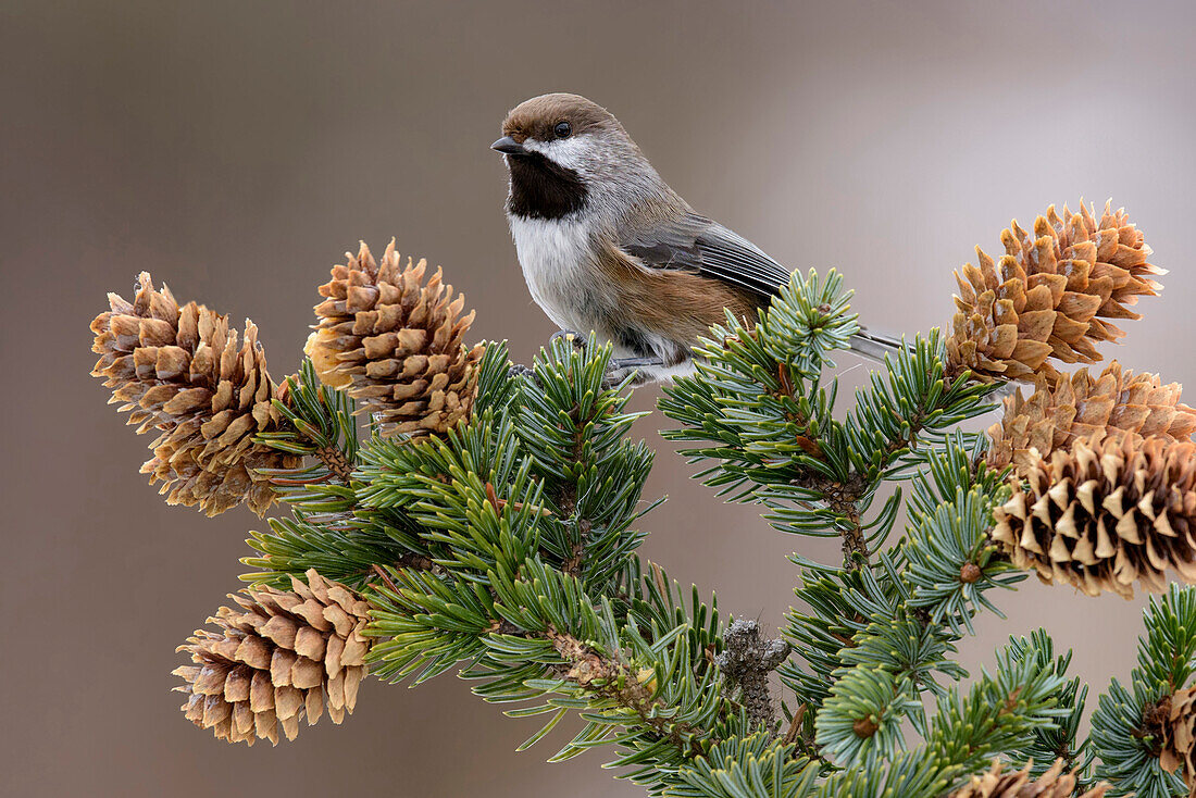 Boreal Chickadee (Poecile hudsonicus) in pine, Alaska