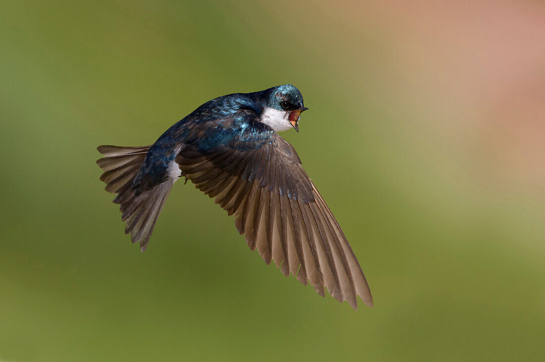 Tree Swallow (Tachycineta bicolor) calling while flying, British Columbia, Canada