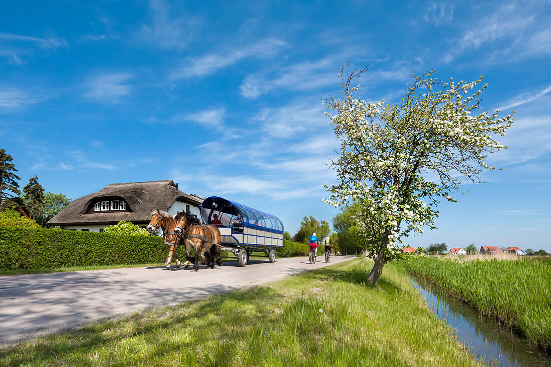 Horse carriage, Vitte, Hiddensee island, Mecklenburg-Western Pomerania, Germany