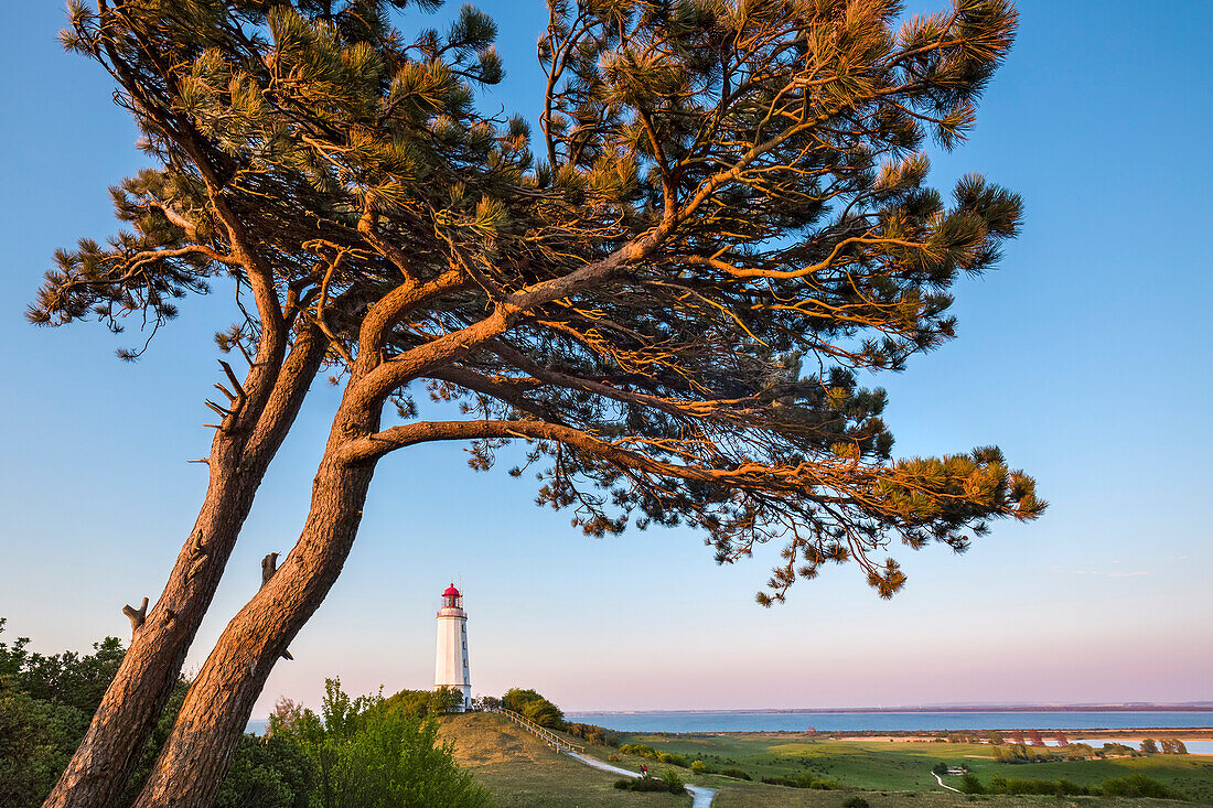 Leuchtturm, Dornbusch, Insel Hiddensee, Mecklenburg-Vorpommern, Deutschland