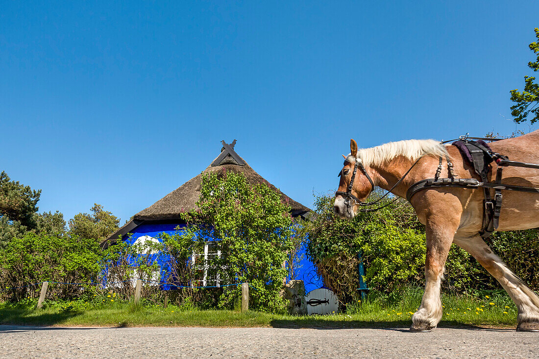 Horse in front of Blaue Scheune, Vitte, Hiddensee island, Mecklenburg-Western Pomerania, Germany