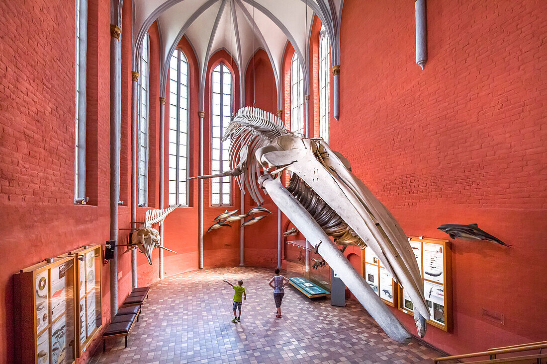 Whale skeleton, sea museum in a cloister, Stralsund, Mecklenburg-Western Pomerania, Germany
