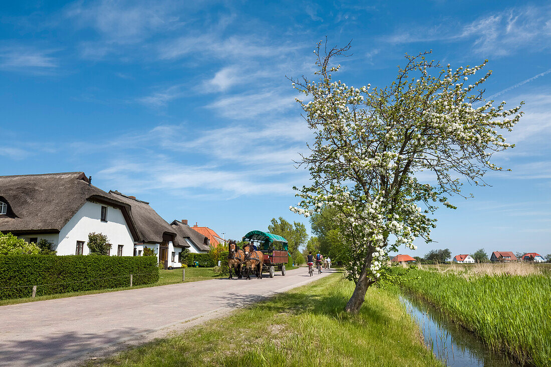 Pferdekutsche, Vitte, Insel Hiddensee, Mecklenburg-Vorpommern, Deutschland