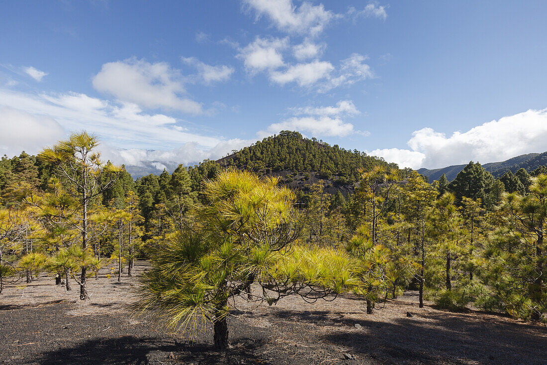 hiking tour along PR LP 14, hiking trail, Parque Natural de Cumbre Vieja, UNESCO Biosphere Reserve, La Palma, Canary Islands, Spain, Europe