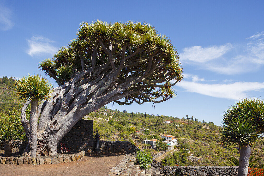 Mirador de los Dragos, Drachenbaum, lat. Dracaena draco, Aussichtspunkt bei Puntagorda, UNESCO Biosphärenreservat, La Palma, Kanarische Inseln, Spanien, Europa