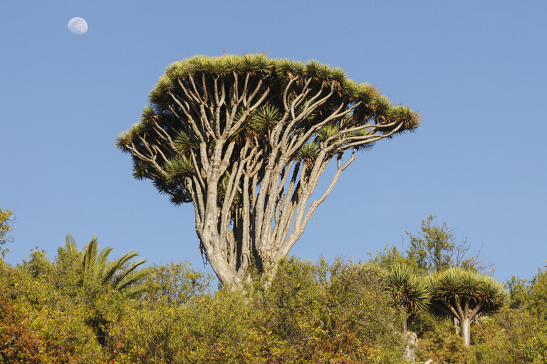 dragon trees, lat. Dracaena draco, moon, Barranco de Buracas, bei Las Tricias, UNESCO Biosphere Reserve, La Palma, Canary Islands, Spain, Europe