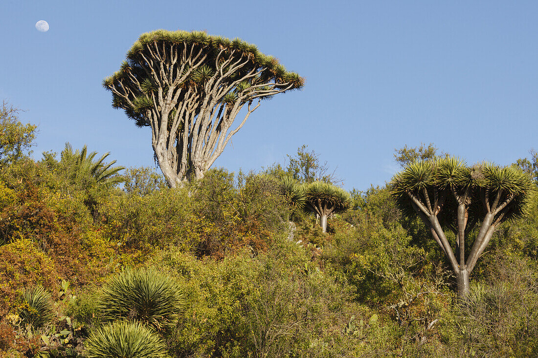Drachenbäume, lat. Dracaena draco, Mond, Barranco de Buracas, bei Las Tricias, UNESCO Biosphärenreservat, La Palma, Kanarische Inseln, Spanien, Europa