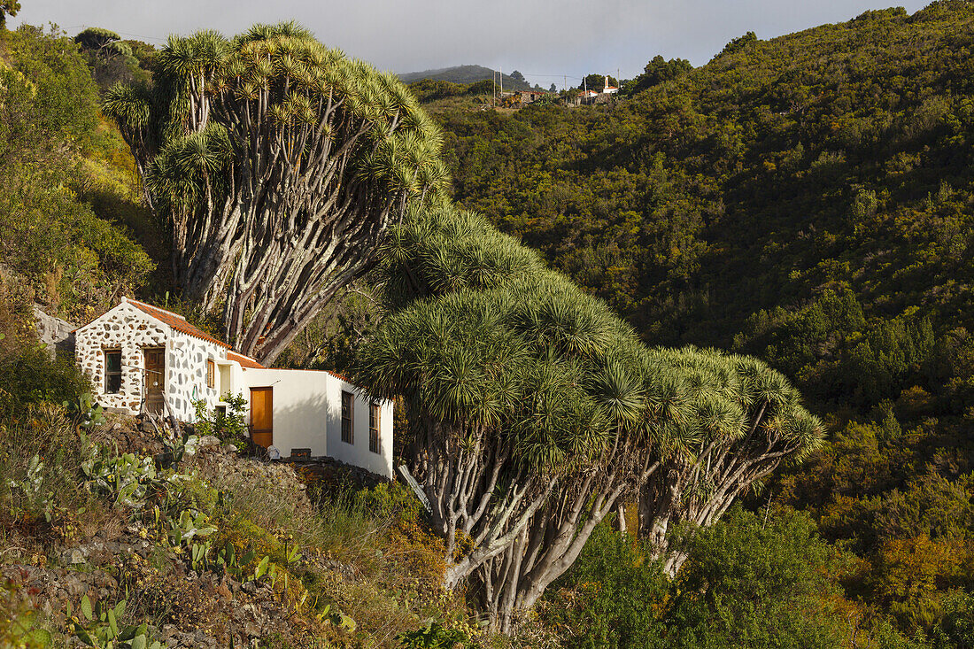 Landhaus bei den Dragos Salvatierra, Drachenbäume, lat. Dracaena draco, bei Santo Domingo de Garafia, UNESCO Biosphärenreservat, La Palma, Kanarische Inseln, Spanien, Europa