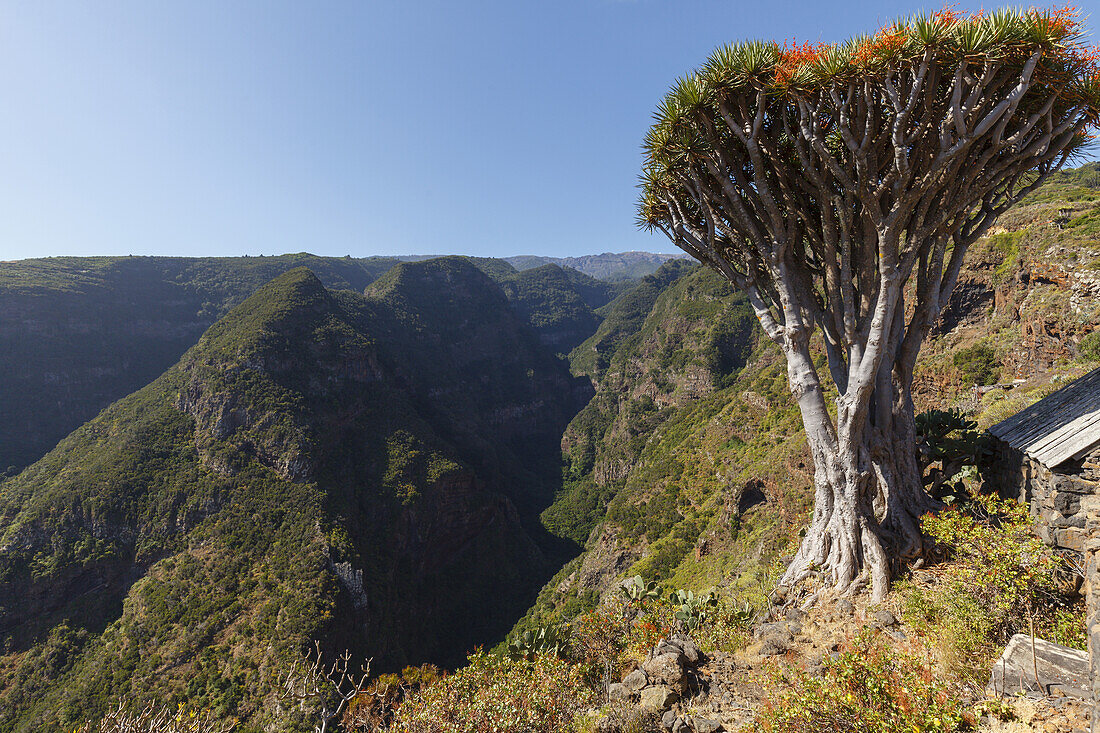 Dragon tree, lat. Dracaena draco, El Tablado, village, north coast, UNESCO Biosphere Reserve, La Palma, Canary Islands, Spain, Europe