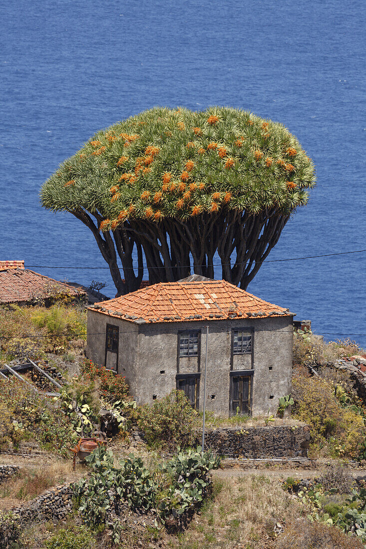 Drachenbäume, lat. Dracaena draco, El Tablado, Nordküste, Atlantik, UNESCO Biosphärenreservat, La Palma, Kanarische Inseln, Spanien, Europa
