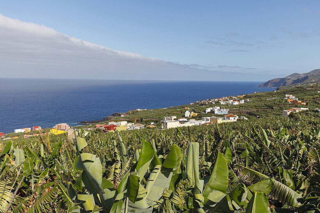 near San Andres, village, east coast, Atlantik, UNESCO Biosphere Reserve, La Palma, Canary Islands, Spain, Europe