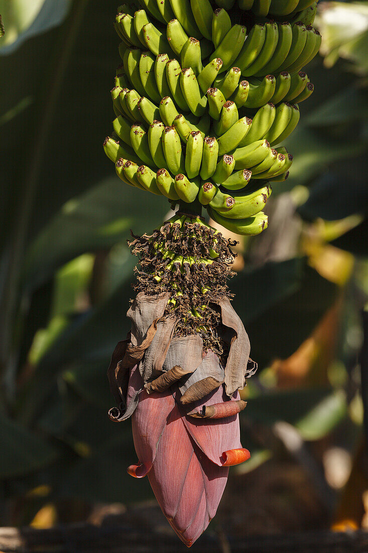 Banana plant with flower, bananas, San Andres, UNESCO Biosphere Reserve, La Palma, Canary Islands, Spain, Europe