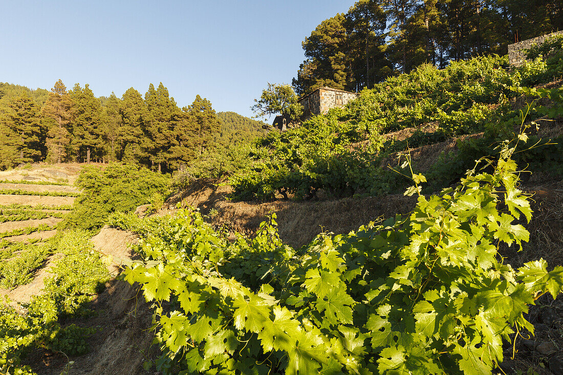 Weinberge, historische Weinpresse, El Castillo, Region Garafia, UNESCO Biosphärenreservat, La Palma, Kanarische Inseln, Spanien, Europa