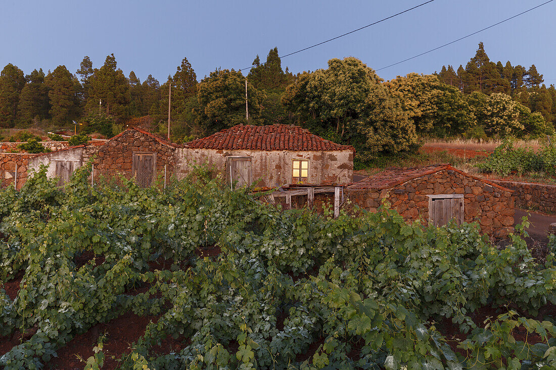 cottage, vineyard, near Puntagorda, UNESCO Biosphere Reserve, La Palma, Canary Islands, Spain, Europe