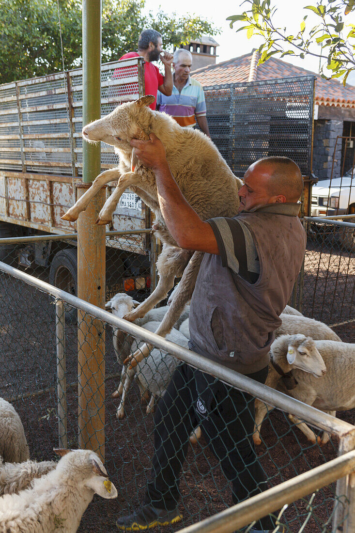 sheep, arrival of the cattle in the morning, livestock fair in San Antonio del Monte, Garafia region, UNESCO Biosphere Reserve, La Palma, Canary Islands, Spain, Europe