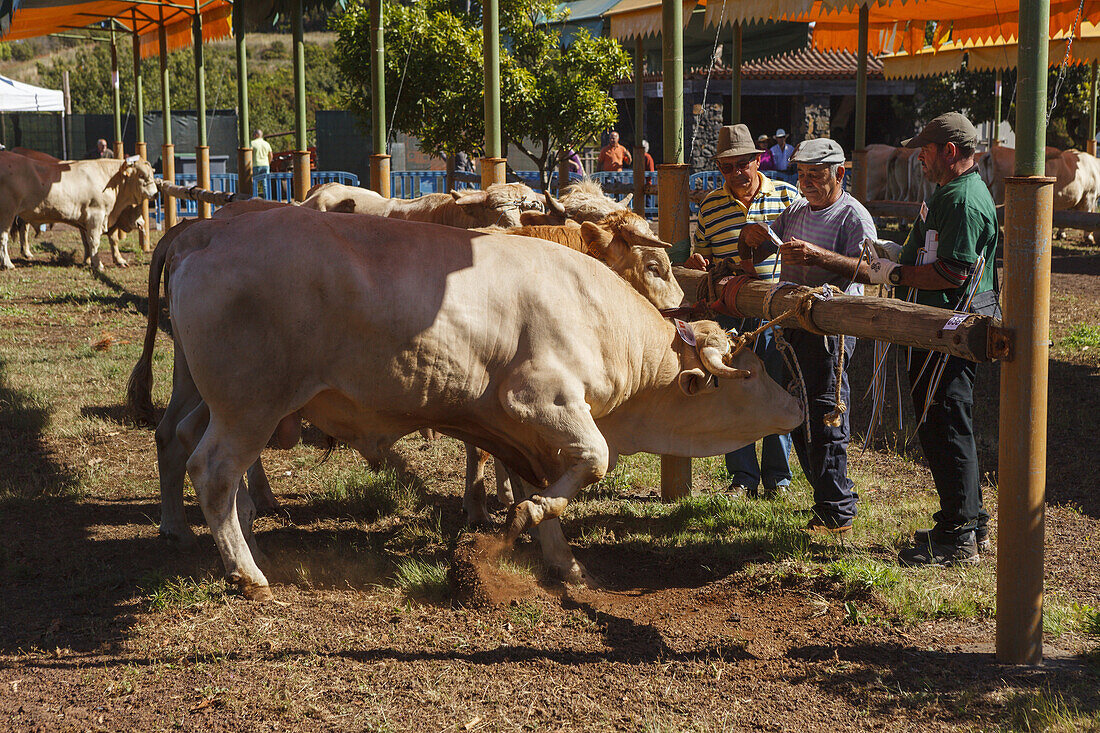 arrival of the cattle in the morning, livestock fair in San Antonio del Monte, Garafia region, UNESCO Biosphere Reserve, La Palma, Canary Islands, Spain, Europe