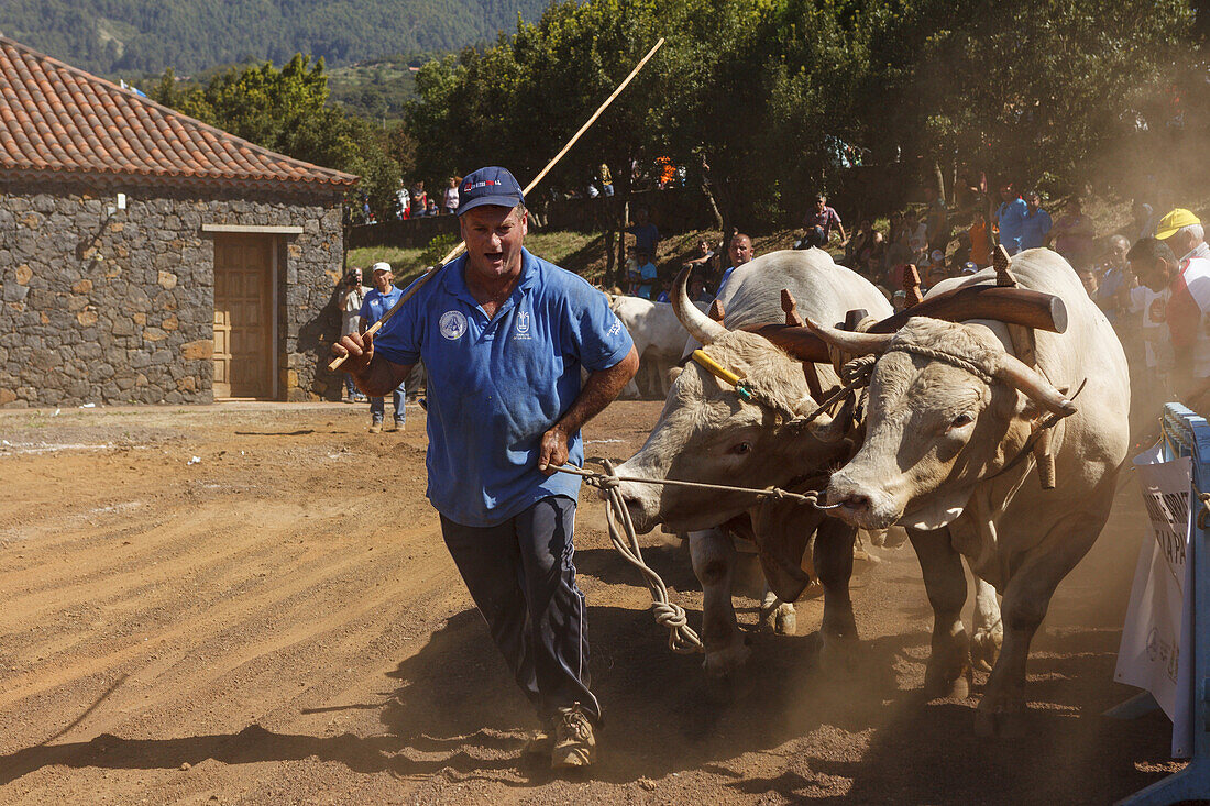 Arrastre de Ganado, Wettbewerb im Lasten ziehen, Viehmesse in San Antonio del Monte, Region Garafia, UNESCO Biosphärenreservat,  La Palma, Kanarische Inseln, Spanien, Europa