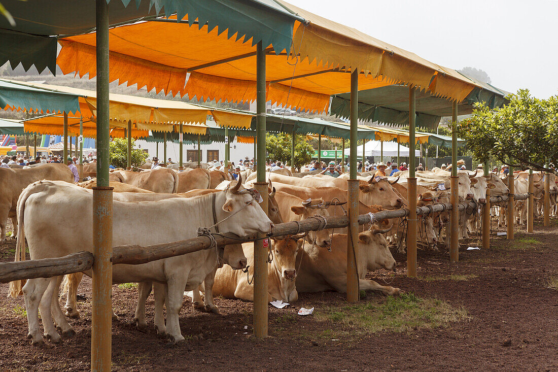 Rinder, Viehmesse in San Antonio del Monte, Region Garafia, UNESCO Biosphärenreservat,  La Palma, Kanarische Inseln, Spanien, Europa