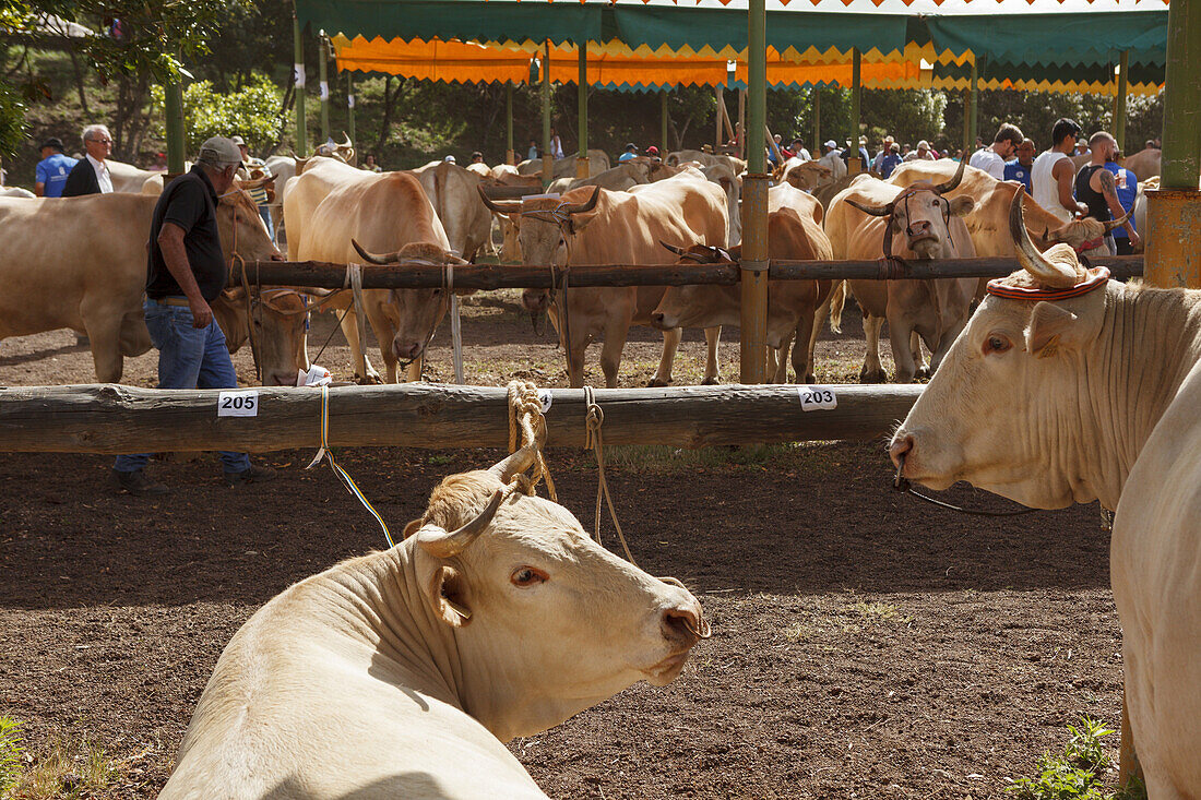Rinder, Viehmesse in San Antonio del Monte, Region Garafia, UNESCO Biosphärenreservat,  La Palma, Kanarische Inseln, Spanien, Europa