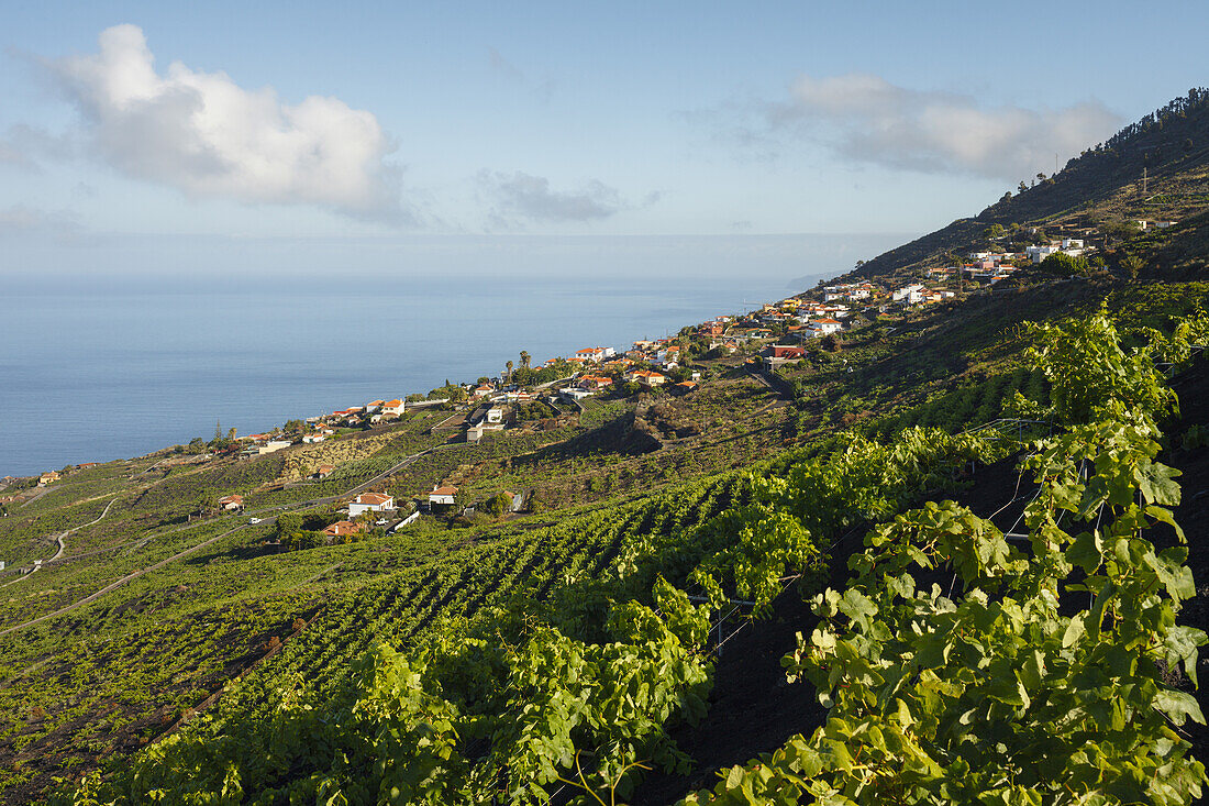 Rebhang, Weinstöcke, Weinbau, bei Los Quemados, bei Fuencaliente, UNESCO Biosphärenreservat,  La Palma, Kanarische Inseln, Spanien, Europa