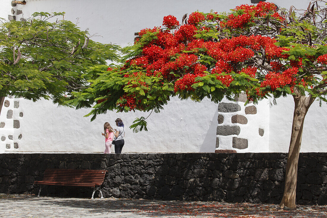 royal poinciana, Flamboyant, lat. Delonix regia, bench, Nuestra Senora de las Angustias, pilgrimage church, Barranco de las Angustias, gorge, near Puerto Tazacorte,UNESCO Biosphere Reserve, La Palma, Canary Islands, Spain, Europe